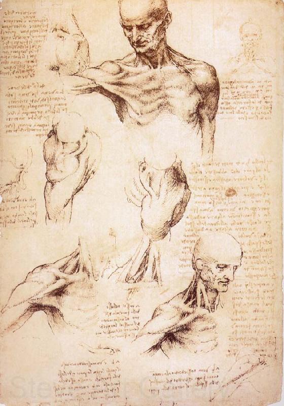 LEONARDO da Vinci The muscles of Thorax and shoulders in a lebnden person Germany oil painting art